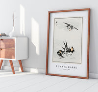 Numata Kashu - Swallow illustration from Pictorial Monograph of Birds (1885)