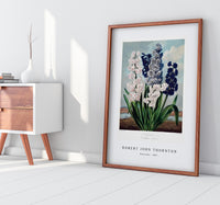 Robert John Thornton - Hyacinths from The Temple of Flora (1807)