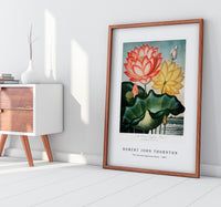 Robert John Thornton - The Sacred Egyptian Bean from The Temple of Flora (1807)