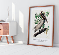 John James Audubon - Brown Pelican from Birds of America (1827)
