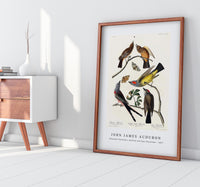 John James Audubon - Arkansaw Flycatcher, Swallow-Tailed Flycatcher and Says Flycatcher from Birds of America (1827)