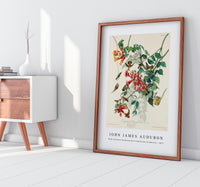 John James Audubon - Ruby-throated Humming Bird from Birds of America (1827)