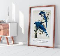 John James Audubon - Columbia Jay from Birds of America (1827)