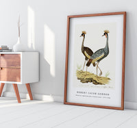 Robert Jacob Gordon - Balearica regulorum grey crowned crane (1777–1786)