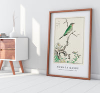 Numata Kashu - Ruby Throat and Wild Camomile illustration from Pictorial Monograph of Birds (1885)