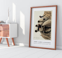 John James Audubon - Republican, or Cliff Swallow from Birds of America (1827)