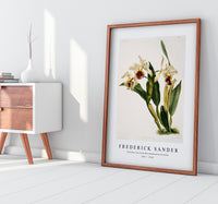 Frederick Sander - Cattleya rex from Reichenbachia Orchids-1847-1920