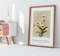 Frederick Sander - Cattleya intermedia punctatissima from Reichenbachia Orchids-1847-1920