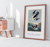 John James Audubon - Smew or White Nun from Birds of America (1827)