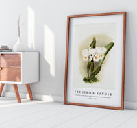 Frederick Sander - Cattleya schroederoe alba from Reichenbachia Orchids-1847-1920