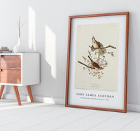 John James Audubon - Song Sparrow from Birds of America (1827)