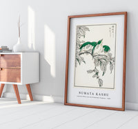 Numata Kashu - Japanese White-eye and Osmanthus Fragrans illustration from Pictorial Monograph of Birds (1885)