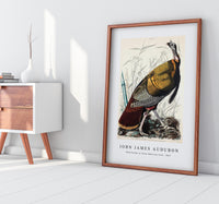 John James Audubon - Wild Turkey or Great American Cock from Birds of America (1827)