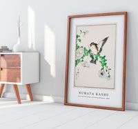 Numata Kashu - Narcissus Flycatcher and Chrysanthemum illustration from Pictorial Monograph of Birds (1885)