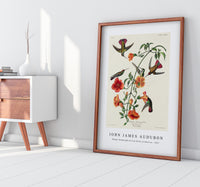 John James Audubon - Mango Hummingbird from Birds of America (1827)