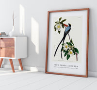 John James Audubon - Fork-tailed Flycatcher from Birds of America (1827)