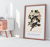 John James Audubon - Band-tailed Pigeon from Birds of America (1827)