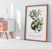 John James Audubon - Bachman's Warbler from Birds of America (1827)