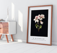 M. de Gijselaar - Pelargonium album bicolor by M. de Gijselaar(1830)