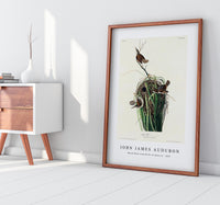 John James Audubon - Marsh Wren from Birds of America (1827)