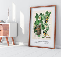 John James Audubon - Baltimore Oriole from Birds of America (1827)