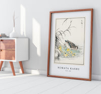 Numata Kashu - Duck illustration from Pictorial Monograph of Birds (1885)