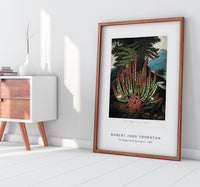 Robert John Thornton - The Maggot–Bearing Stapelia from The Temple of Flora (1807)