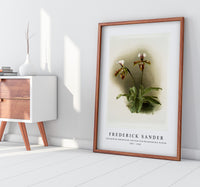 Frederick Sander - Cypripedium lathamianum inversum from Reichenbachia Orchids-1847-1920