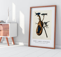 John James Audubon - Purple Martin from Birds of America (1827)