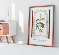 John James Audubon - Crimson fronted Purple Finch