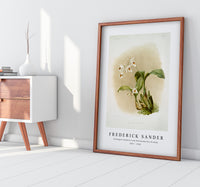 Frederick Sander - Coelogyne sanderæ from Reichenbachia Orchids-1847-1920