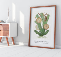 Robert Jacob Gordon - Hoodia gordonii Bushman’s hat (1777–1786)