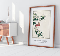 Numata Kashu - Japanese Long-tailed Rosefinch illustration from Pictorial Monograph of Birds (1885)