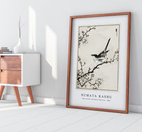 Numata Kashu - Bush-warbler and White Plum Tree illustration from Pictorial Monograph of Birds (1885)