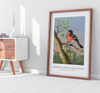 Barbara Regina Dietzsch - Goudvink (Eurasian Bullfinch)