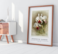 Frederick Sander - Cattleya mendellii var measuresiana from Reichenbachia Orchids-1847-1920