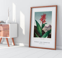 Robert John Thornton - Indian Reed from The Temple of Flora (1807)