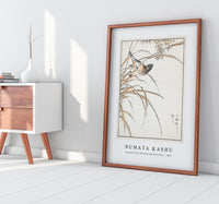 Numata Kashu - Japanese Grey Bunting and Rise Plant illustration from Pictorial Monograph of Birds (1885)