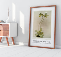 Frederick Sander - Cypripedium lawrenceanum hyeanum from Reichenbachia Orchids-1847-1920