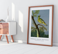 Barbara Regina Dietzsch - Groenling (European Greenfinch)