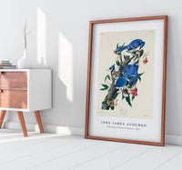 John James Audubon - Blue Jay from Birds of America (1827)