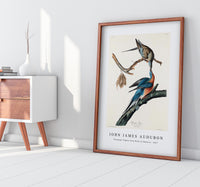 John James Audubon - Passenger Pigeon from Birds of America (1827)