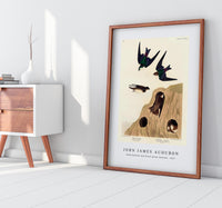 John James Audubon - Bank Swallow and Violet-green Swallow from Birds of America (1827)