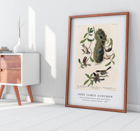 John James Audubon - Chesnut-backed Titmouse, Black-capt Titmouse and Chesnut-crowned Titmouse(1827)