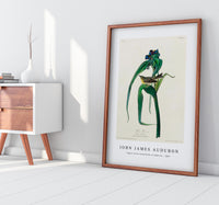 John James Audubon - Vigors Vireo from Birds of America (1827)