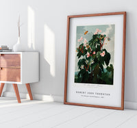 Robert John Thornton - The Oblique–Leaved Begonia from The Temple of Flora (1807)