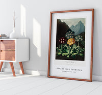 Robert John Thornton - A Group of Auriculas from The Temple of Flora (1808)