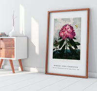 Robert John Thornton - The Pontic Rhododendron from The Temple of Flora (1807)