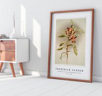 Frederick Sander - Arachnanthe clarkei from Reichenbachia Orchids-1847-1920