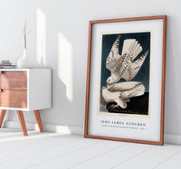 John James Audubon - Iceland or Jer Falcon from Birds of America (1827)